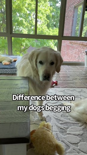 Difference between my dogs begging 🤭 #dogoftheday #goldenretriever #newfoundland #funnydogs #doglover | Charlie The Golden