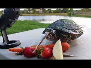 Turtle ASMR