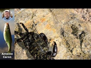 Découvrez les Meilleures Techniques pour Attraper des Crabés en Mer!