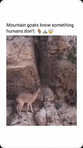9.3K reactions · 279 shares | Mountain goats can climb steep slopes...