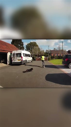 Delivery Guy Sees a Dog… and JUMPS the Fence Like a Sprinter 😂
