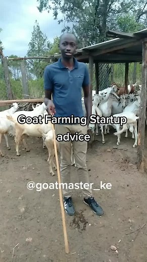 Goat Farming Tips in Kenya