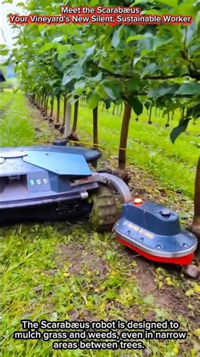 Meet the ScarabæusYour Vineyard's New Silent, Sustainable Worker