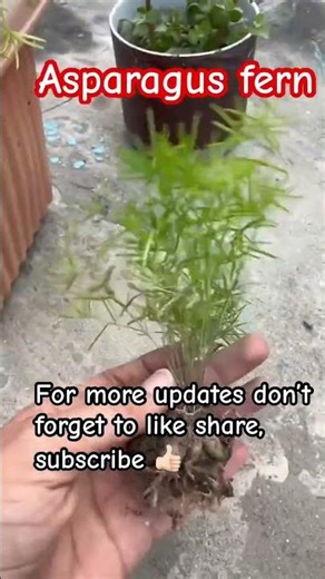 Asparagus fern #terracegardenindia #garden #plants #asparagus #asparagusfern #nature #naturelove