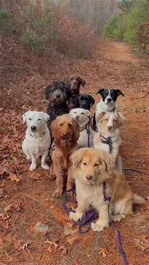 We often get asked (ok everyday actually ) “how do you get them to all sit still like that?” Well here’s a live look at how our photo shoots go. They just know the drill, that’s it. | Peace, Love & Potty Breaks