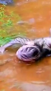 Baby Monkey Cries Out in Fear as Angry Mother Harshly Tosses Him Into Water 💖🌿 #baby #NewsUpdate #monkey #Very #reels #Leo #newborn #cute #milkyway #crying | Monkey history 2024
