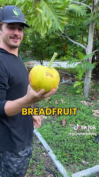 Growing Breadfruit: A Guide to Home Gardening