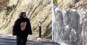 Zookeepers chase down man in chimpanzee suit