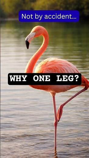 Why Flamingos Stand on ONE Leg (It’s Not What You Think)
