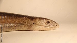 European glass lizard isolated on white background. Legless lizard (Pseudopus apodus). Not snake, It has ears, wide tongue and eyelids. Exotic, wildlife vet. Reptile, Reptiles, wild animals, animal