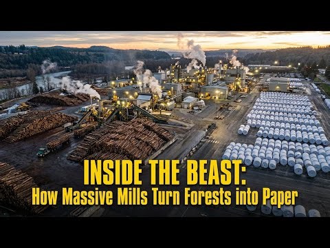 Inside the Beast: How Massive Mills Turn Forests into Paper