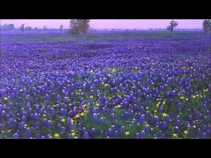 The Coastal Plains Region