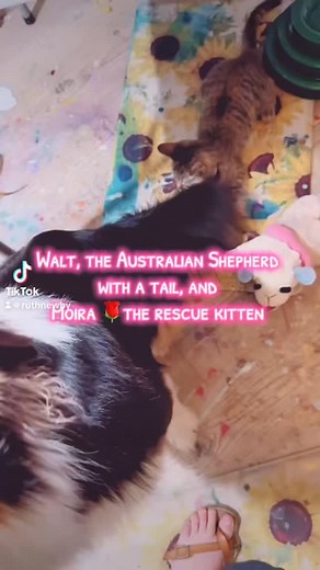 Why Walt the Australian Shepherd doesn’t have a tail #australianshepherd #kitten #chasingtail #aussieswithtails #breedstandard #australianshepherdwithatail #blueeyeddog #rescuekitten #catdog #tails | Ruth Barnes Newby