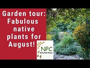 Great native plants for August-Garden Tour!#nativeplants #pollinatorgarden #gardenideas #gardentour