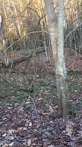 9.9K views · 333 reactions | Vermont Fish & Wildlife's own Tony Smith...