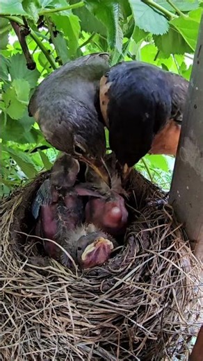American Robin Eating Babies Poop 🐣🪺 Parental Teamwork🧡
