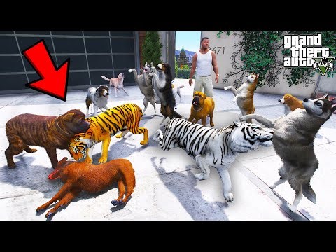 Franklin’s Tigers Fight Wild Stray Dogs in GTA 5 | SHINCHAN and CHOP