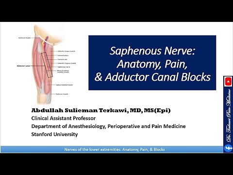 Saphenous nerve: Anatomy, Pain, and Adductor Canal Block.