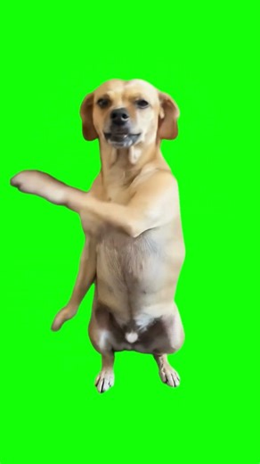 AI Dog Dancing meme - Green Screen