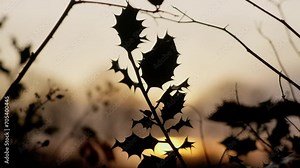 Green leafs moving in the wind, slowmotion in 4K