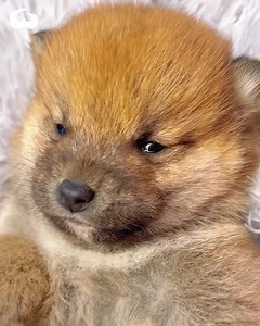 283K views · 10K reactions | Shiba Inu Puppies Are The Absolute Cutest! (ASMR) | Pet World | Facebook