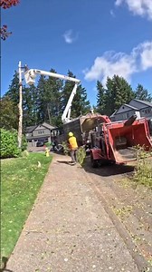 Birch tree removals timelapse #fullsendordontsend #timelapse #treeremoval #treework #arborist #fyp