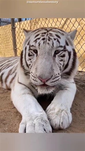 Why You Can’t Legally Keep a Tiger at Home! #shorts