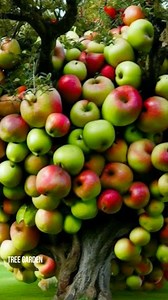 Very simple way to propagate apple tree in this method 🍎 #apple #shorts #gardening #bhfyp #nutrition #fruitlover #fruits #fitness #fruitgarden #shortsfeed #instagram #tree #fruittree #fruittrees #grafting #reelsvideo #shortsreels #shortsviral #garden #shortsvideo #satisfying #fruit #shots #reelsfb #fruitsalad #freshfruit #agriculture #trees | Tree Garden
