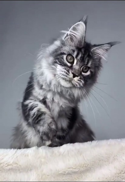 Meet Patricia: Affectionate Maine Coon Kitten for Sale