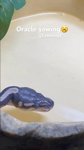 Oracle my ball python yawning