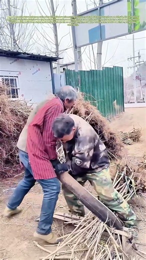 Trimming Tradition: How Lever-Action Cutters Prepare Medicinal Shrubs for Market