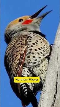 14 wild animals' amazing sound in nature! #original #birdsounds #wildlife #wildanimals #nature