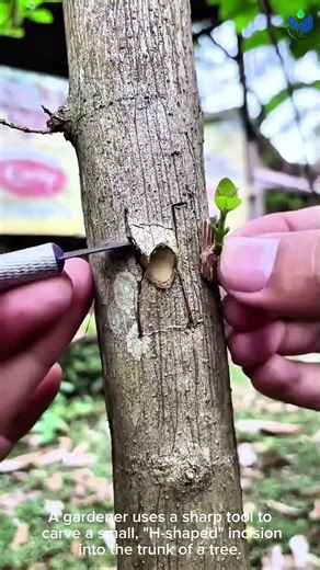 This SIMPLE grafting method is the BEST way to revive any TREE 🌿💪