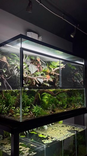 107K views · 1.7K reactions | 150 gallon paludarium fish tour #everevolvingexotics #aquarium #aquascape #paludarium #rainbowfish #nanofish #tucson #arizona | Ever Evolving Exotics | Facebook