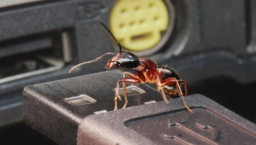 3 Easy Ways To Get Rid Of Ants In Laptop At Home