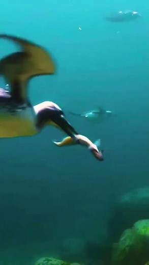 “Puffins fly underwater 🐧🌊”