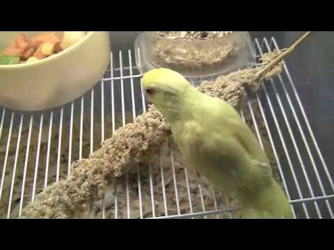 RARE parrotlet for sale tame yellow fallow pacific parrotlets