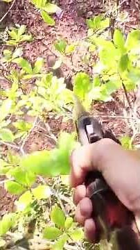 “Extreme Boar Hunting in Texas | Wild Hog Hunt with Thermal Scope #HuntingVideo