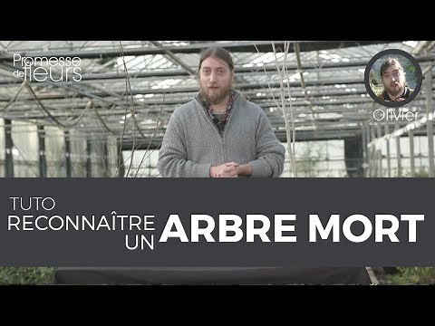 Tuto : reconnaître un arbre mort