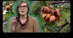 Know Ohio: Why Are Ohioans Nuts About Buckeyes?