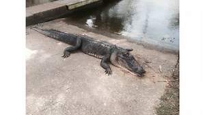 No charges to be filed against man who killed alligator in fatal attack