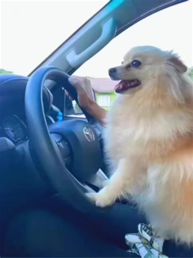 Yes, I Took the Wheel: A Fun Drive with My Toy Pom