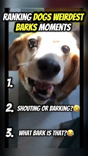 Ranking Dogs Weirdest and Funniest Barks Moments