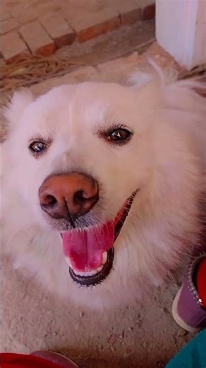 Finaly 1milion #funny #funnujokes #comedy 😅🤣😂