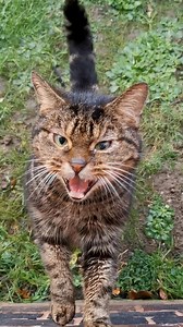 21M views · 667K reactions | Woman falls in love with a stray cat and builds him a tiny house so he'll trust her  | The Dodo | Facebook