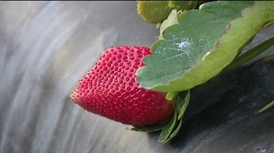 Farmers prepare for cold temperatures