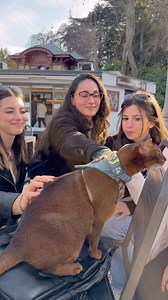 SenSej & Followers uncut edition | SenSej Cat