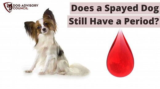 Does a Spayed Dog Still Have a Period? Bleed After Spaying | Dog Advisory Council