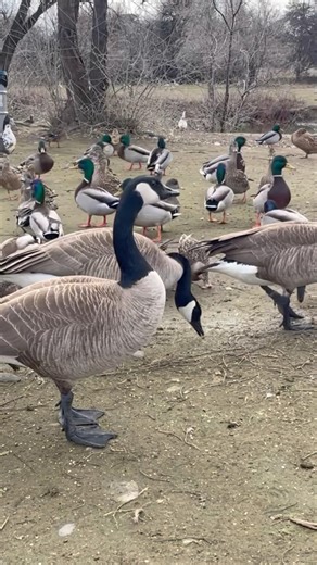 Old Geezer’s Valentine’s Corn Toss Chaos 👀🕊️💝 #trending #shorts #viral
