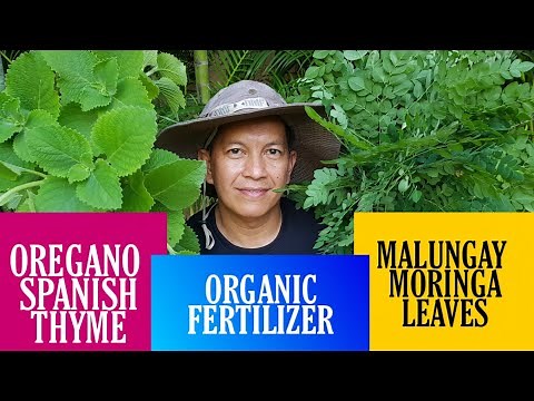 FERMENTED PLANT JUICE MORINGA LEAVES AND OREGANO (SPANISH THYME)